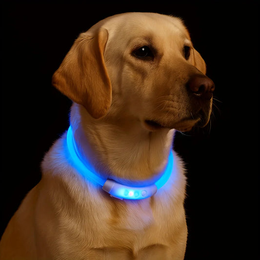 light up dog collar glowing blue on golden retriever at night